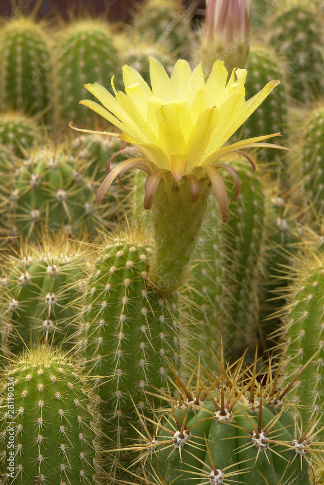 Cactus flor amarilla, variedad chileno. Stock Photo | Adobe Stock