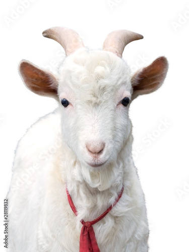 Goat white isolated