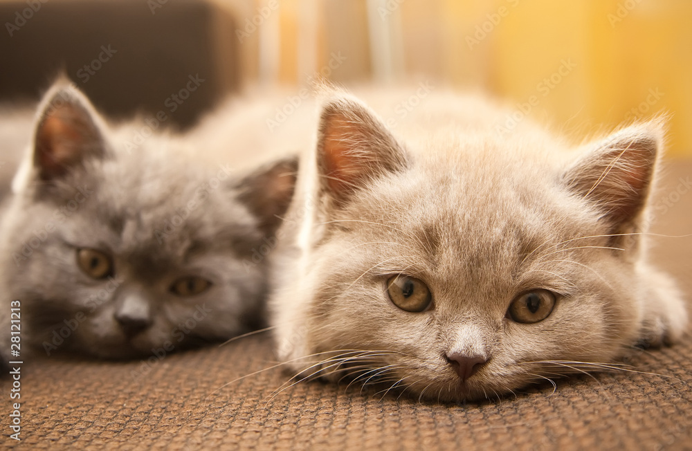 Two British Kittens
