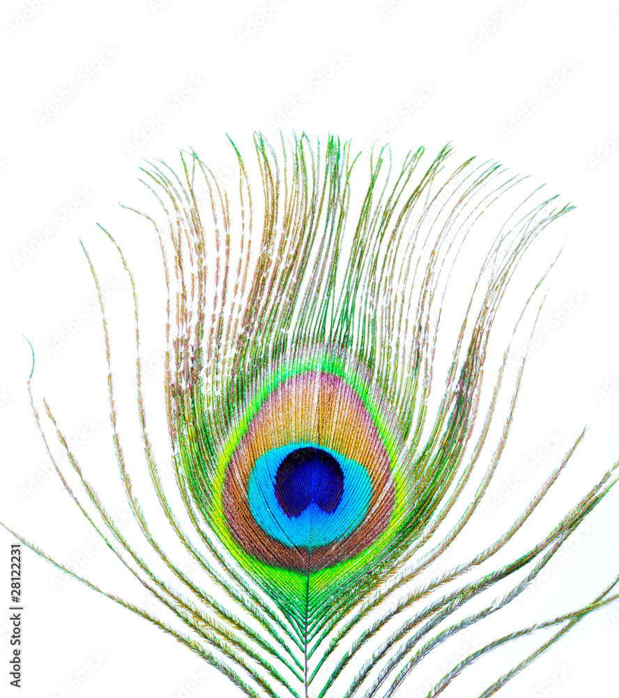 Obraz premium peacock plume on white close-up