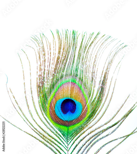 peacock plume on white close-up