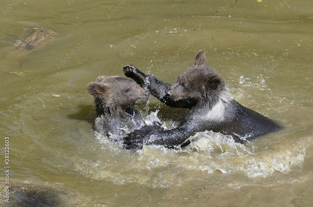 Fototapeta premium Jungbären im Wasser