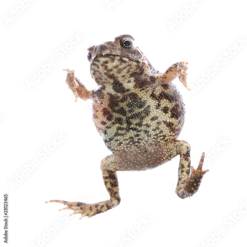 animal toad frog