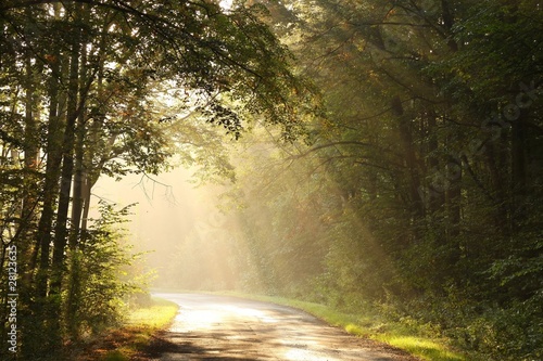 Rural road through the misty autumn forest at dawn