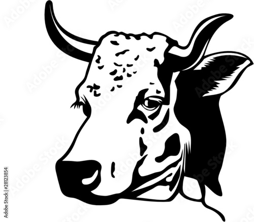 VACHE