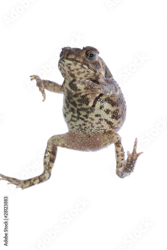 animal toad frog jump