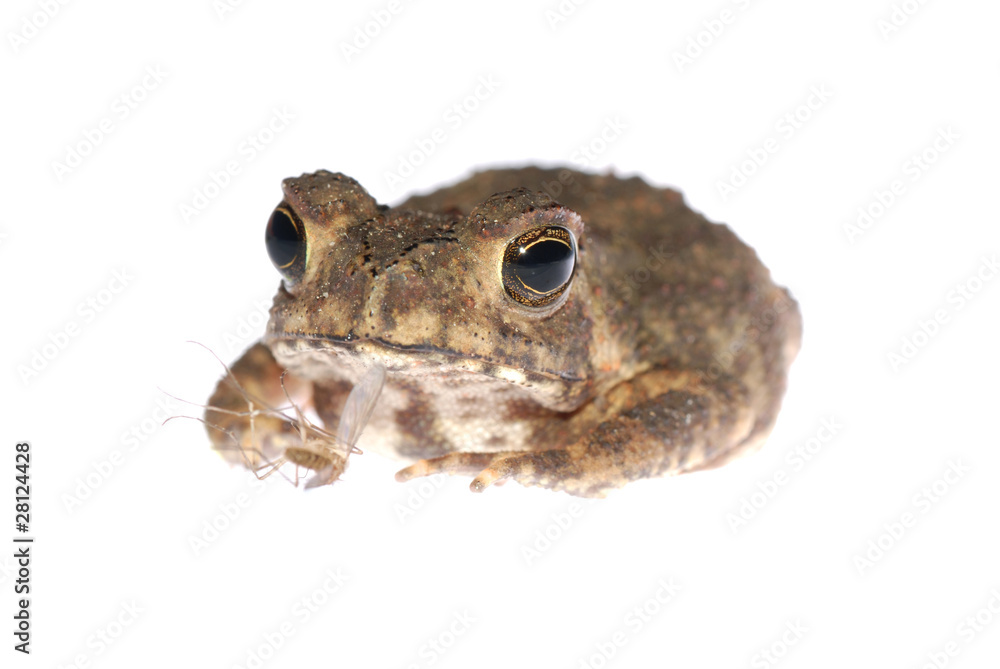 animal toad look at mosquito bug animal toad look at mosquito bug