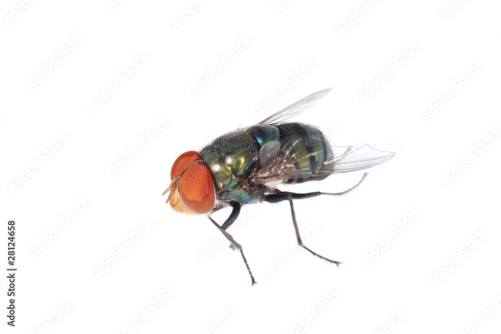 insect fly insect fly