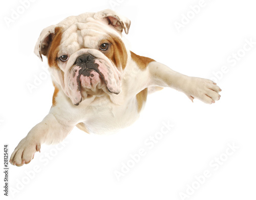 dog flying