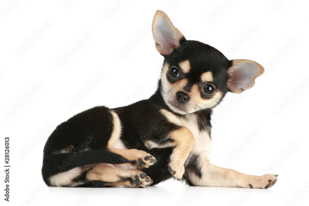 Chihuahua puppy on a white background