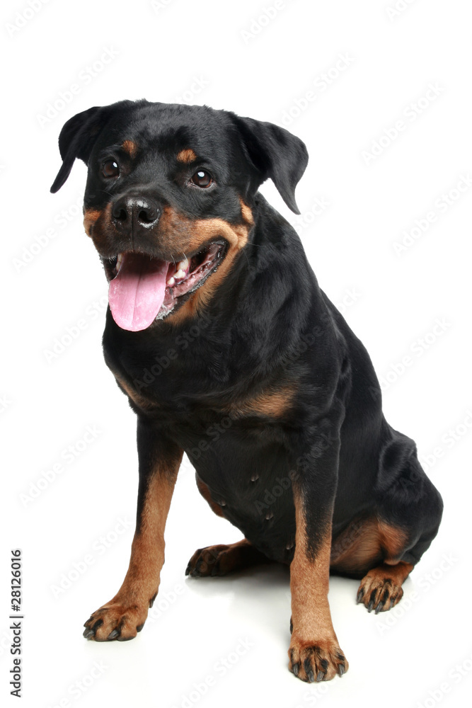 Rottweiler dog sitting