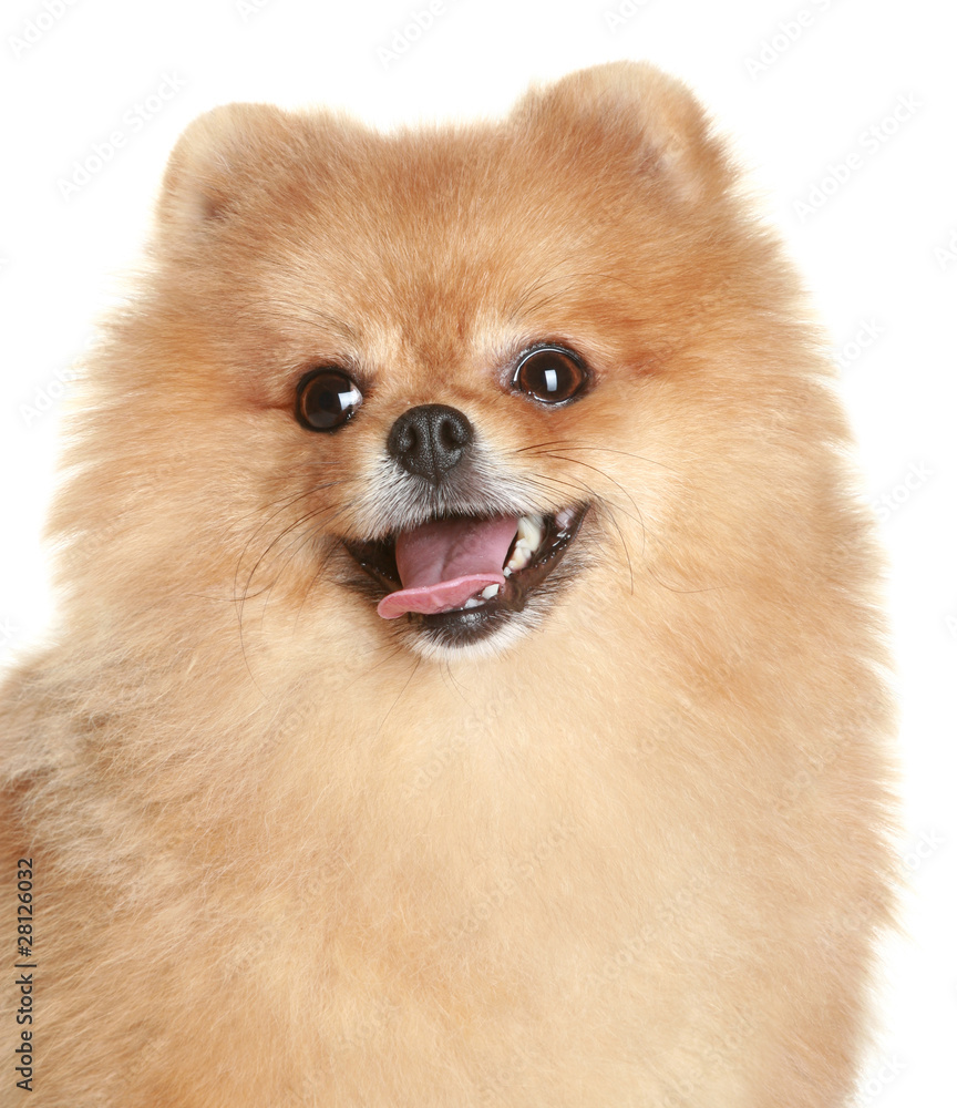 Close-up portrait of a spitz dog Close-up portrait of a spitz dog