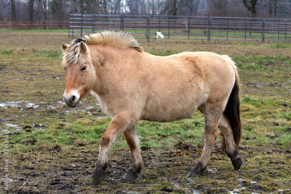 Fototapeta premium Norweski koń fiordzki