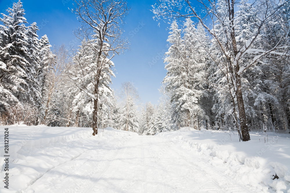 winter landscape of lane to forest winter landscape of lane to forest
