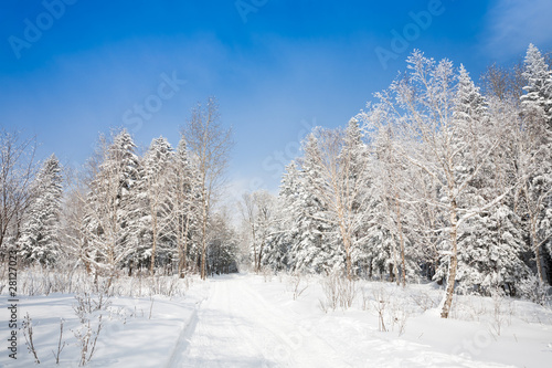 winter landscape of lane to forest