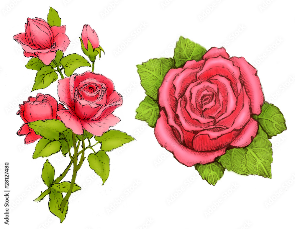Fototapeta premium Drawings of pink roses
