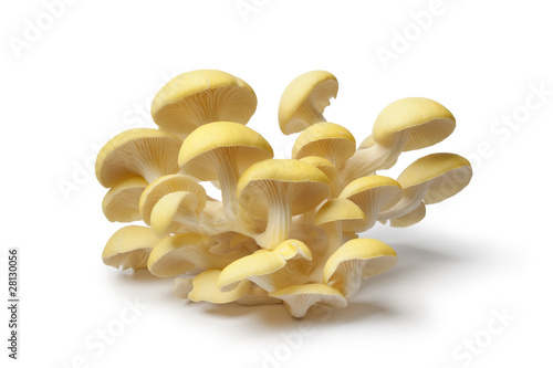 Yellow oyster mushrooms