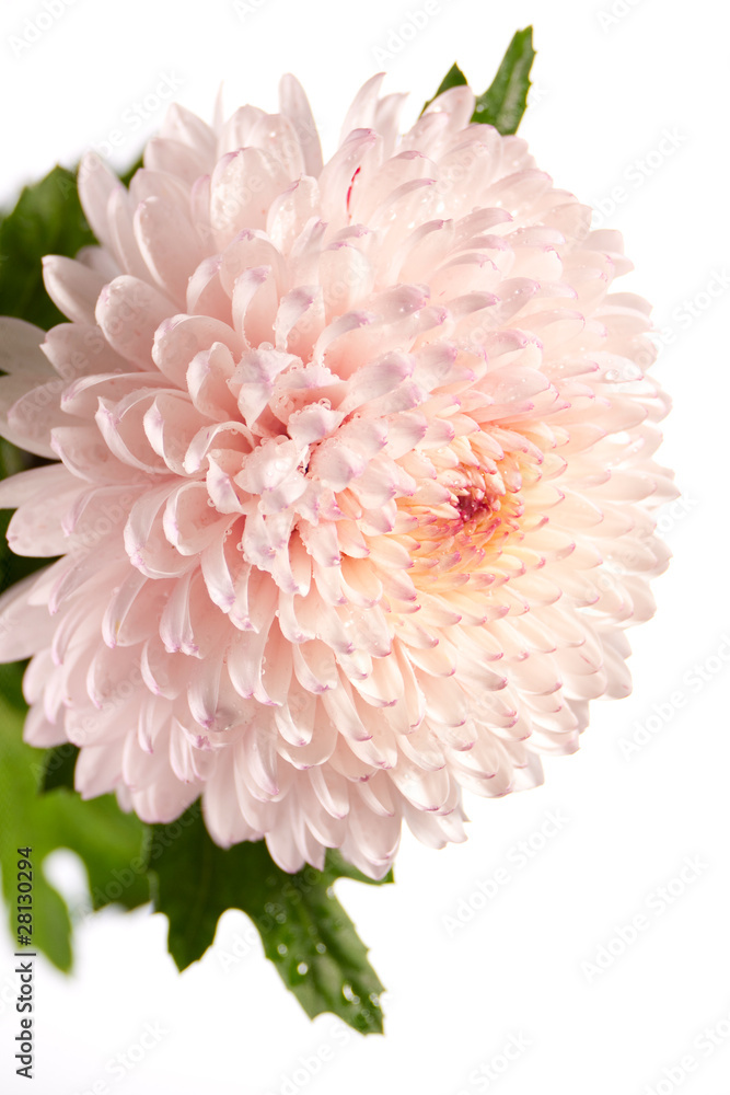 Pink and white chrysanthemum closeup photo Pink and white chrysanthemum closeup photo