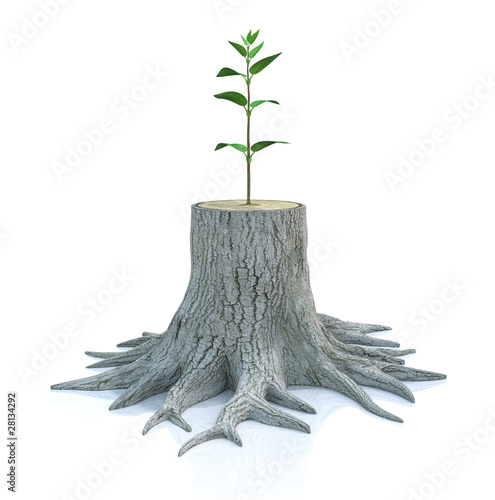 Young tree seedling grow from old stump photo