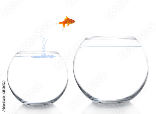 goldfish moving to a better and bigger house