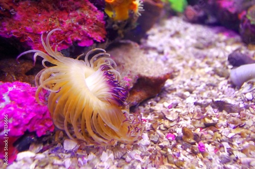 Photography Actiniaria in aquarium with colorful Coral Reefs as background