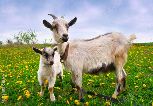 Fototapete Schöne Sommerlandschaft mit einer Ziege und einem Kind