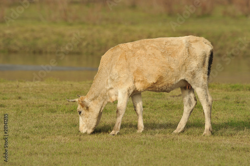 cow  graze on meadow