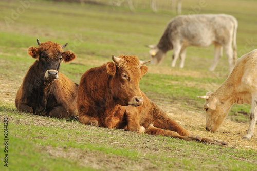 cows lying on meadow