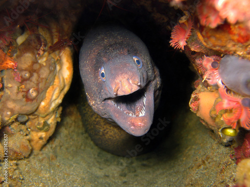 Threatening moray eel underwater in the Mediterranean sea, Pyrenees Orientales, France