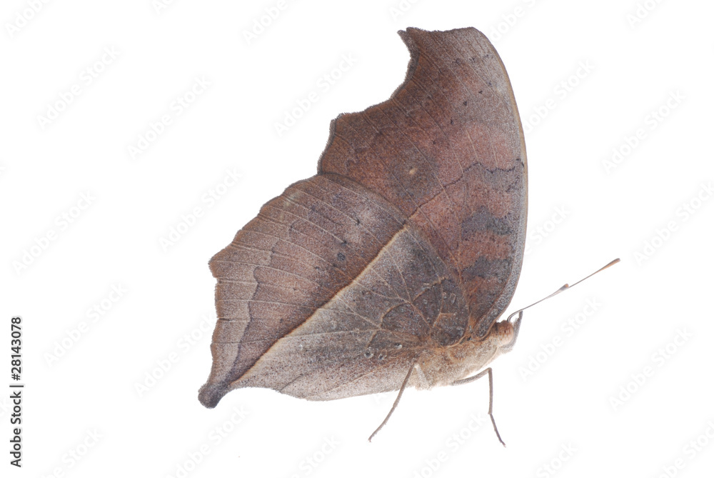 Fototapeta premium peacock pansy butterfly side view