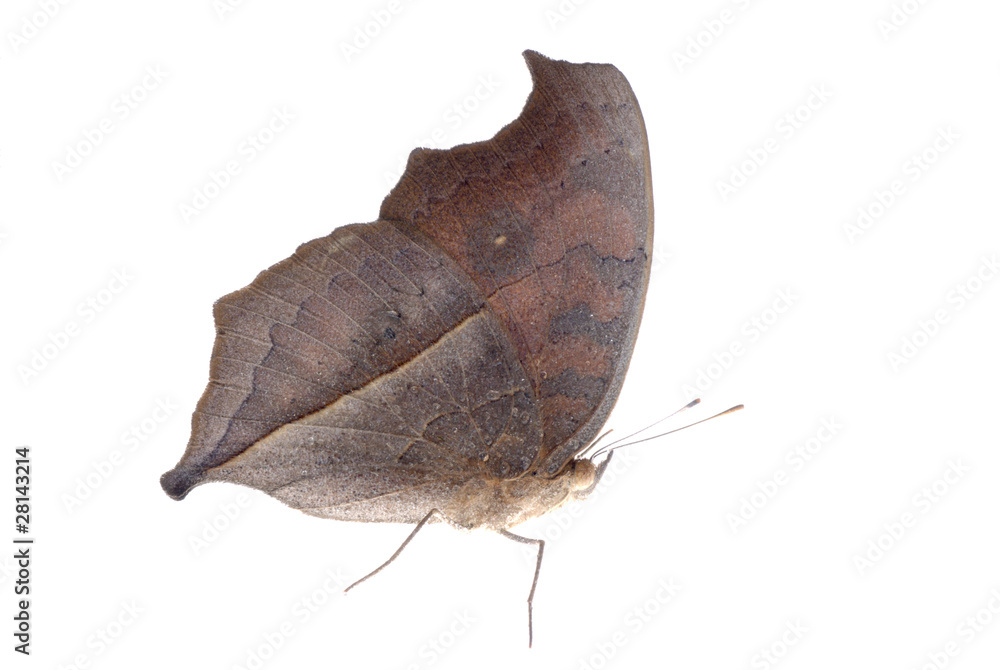 Obraz premium peacock pansy butterfly, Junonia almana