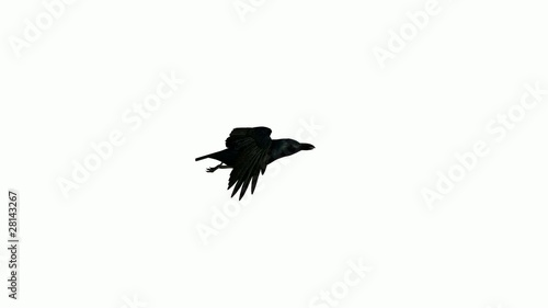 Crow Flying