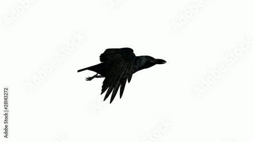 Crow Flying