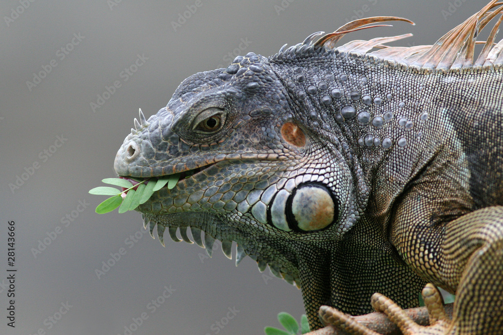 Black Iguana (Ctenosaura similis) in Roatan, Honduras Black Iguana (Ctenosaura similis) in Roatan, Honduras