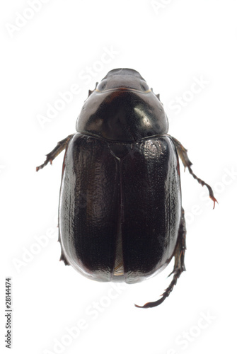 black scarab beetle © defun
