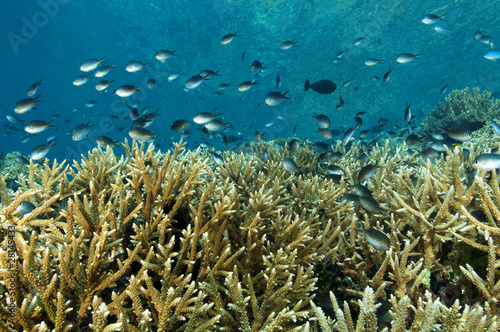 Reef scenic Raja Ampat