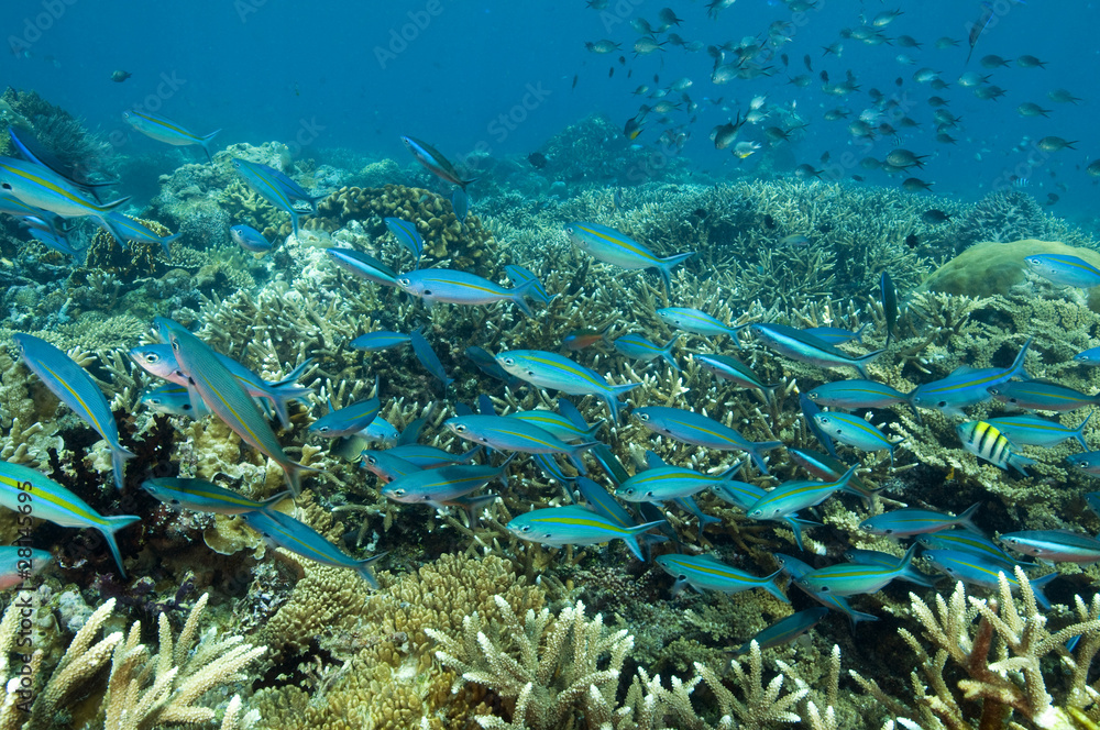 Obraz premium Fusiliers over hard corals Raja Ampat Indonesia