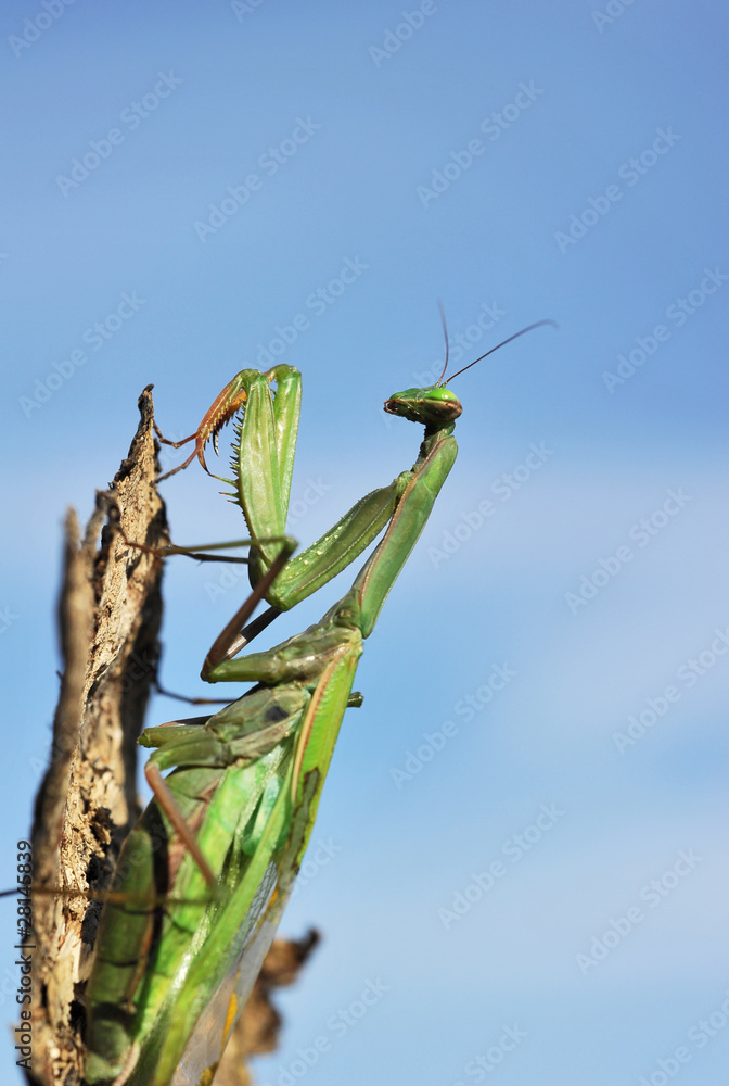 Praying mantis on a bark with sky in the background Praying mantis on a bark with sky in the background