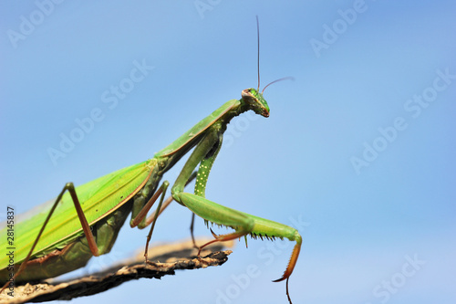 Praying mantis on a bark with sky in the background