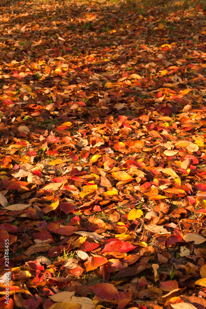 A background of colorful fallen fall leaves