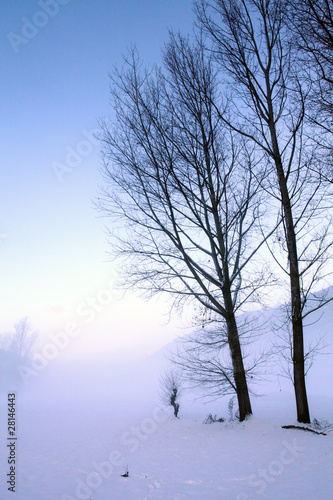 alberi in paesaggio invernale con nebbia