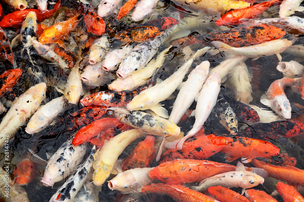 Colorful japanese carps Colorful japanese carps