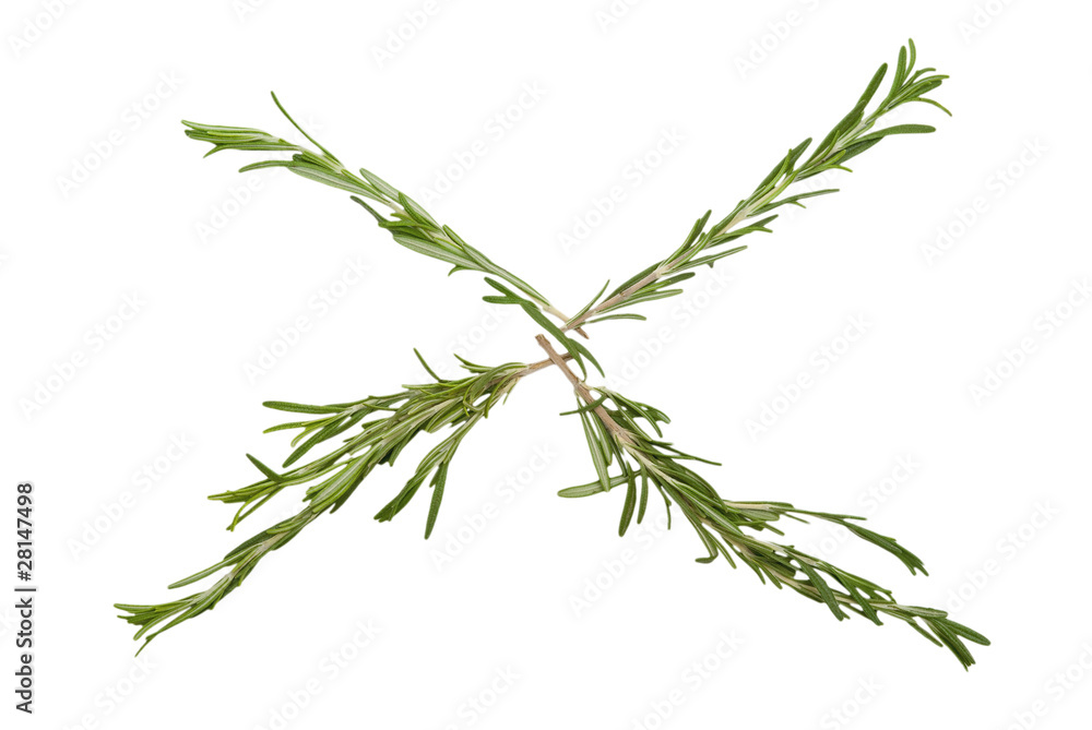 Rosemary rays Rosemary rays