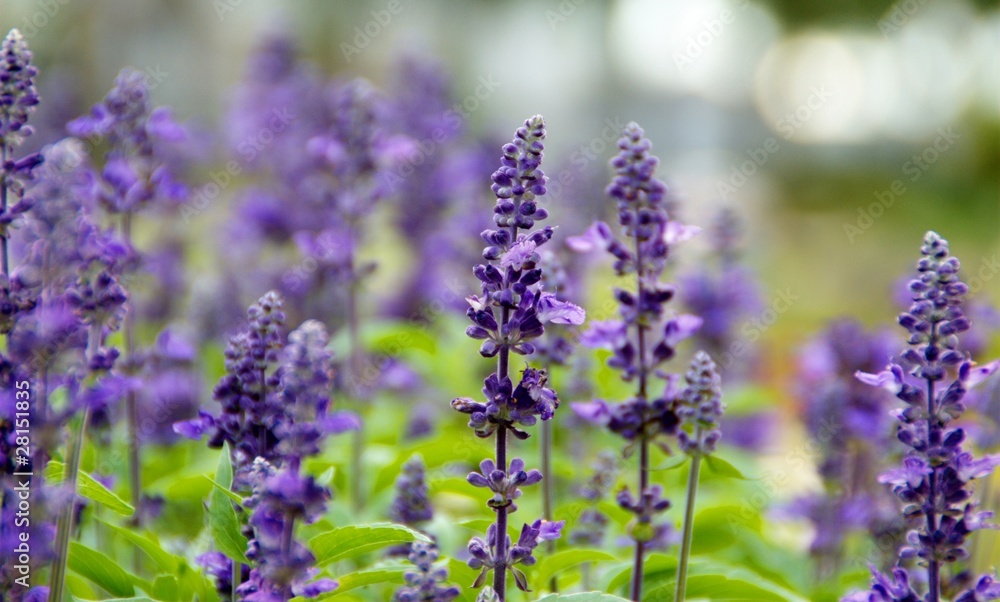 Naklejka premium flower