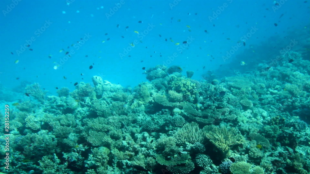 fish among corals under water in Red Sea fish among corals under water in Red Sea