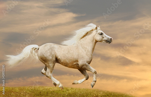pony running in sunset