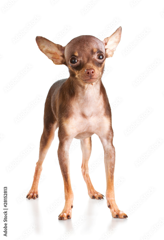 Russian toy terrier Russian toy terrier