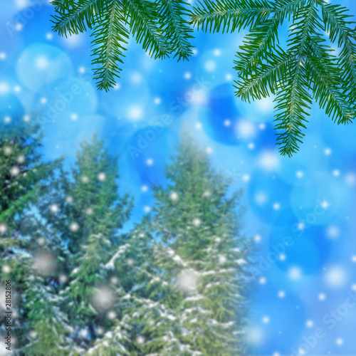 winter background with spruce trees