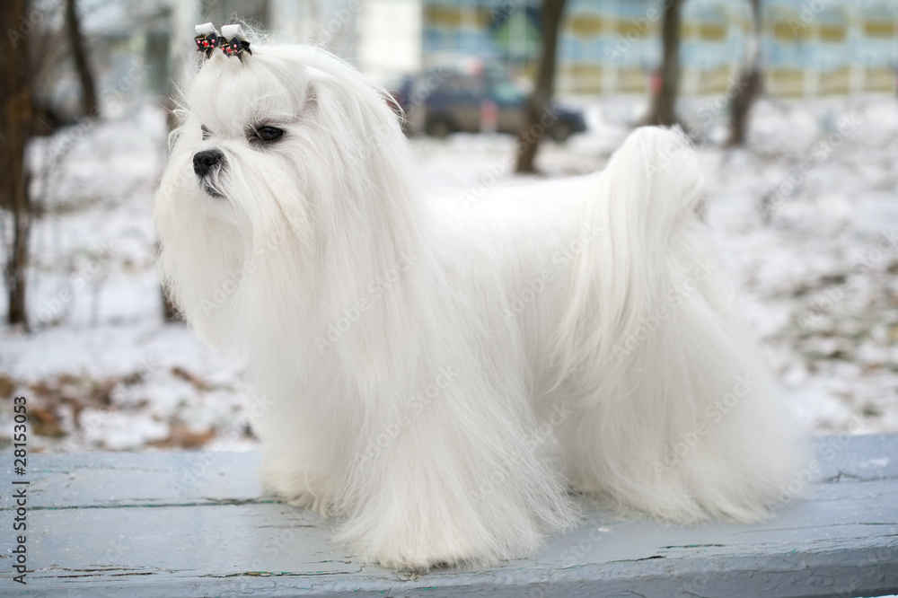 Maltese Dog Maltese Dog
