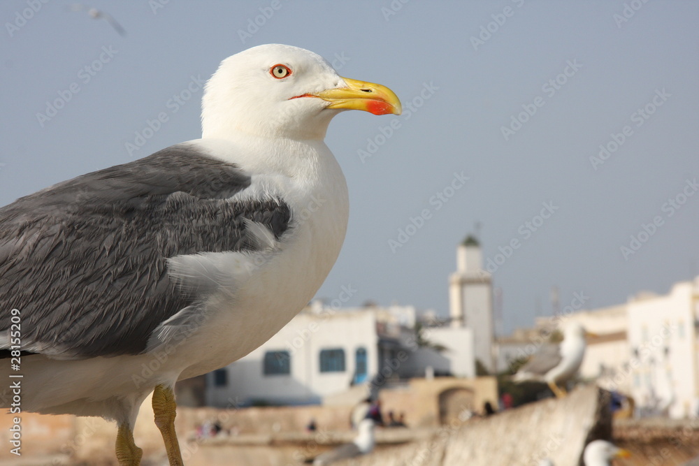 Obraz premium Essaouira - mouette